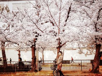 View of cherry blossom from park