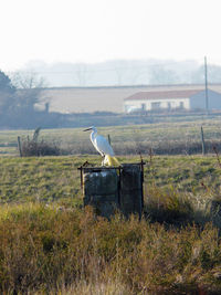 Bird perching on field against sky