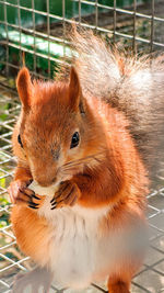 A red, fluffy squirrel in a cage.