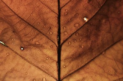 Full frame shot of leaf