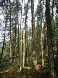 Low angle view of pine trees in forest