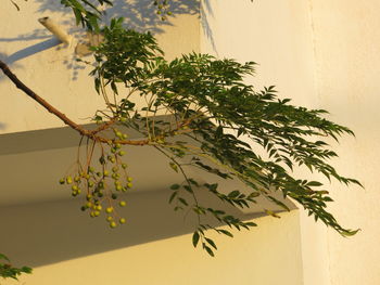 Close-up of plant against tree
