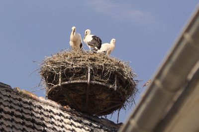 Low angle view of birds perching on roof against sky