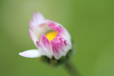 Close-up of pink rose flower