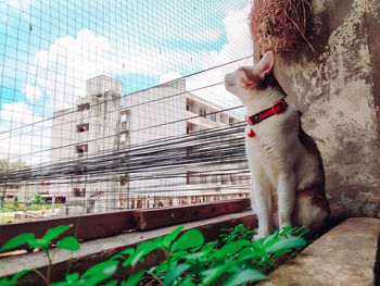Portrait of dog running on street