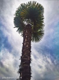 Low angle view of palm tree against sky