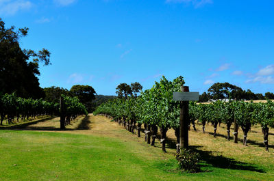 Trees on field against sky