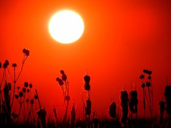 Close-up of poppy against orange sky