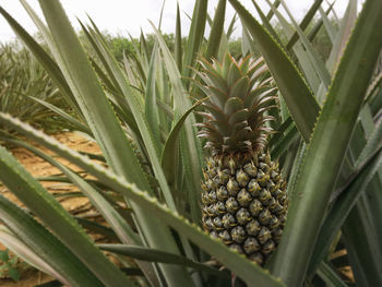 Close-up of fruits growing on field