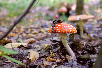 Close-up of fly agaric mushroom on field