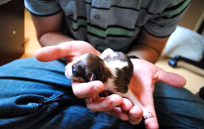 Midsection of man holding newborn puppy