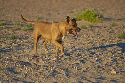 Dog running on field