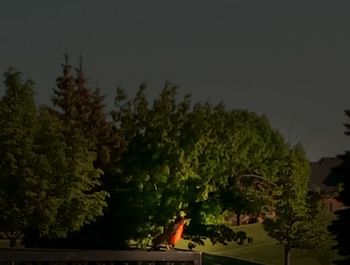 Plants growing on tree