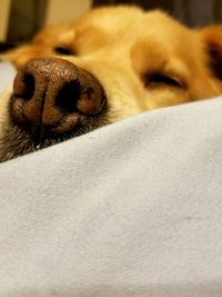 Close-up of dog sleeping