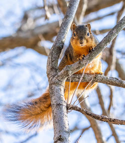 A fox squirrel perched in a tree keeps a watchful eye on the photographer in culver, indiana
