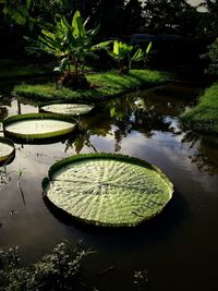 View of lotus water lily in lake