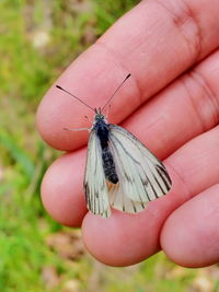 Close-up of insect