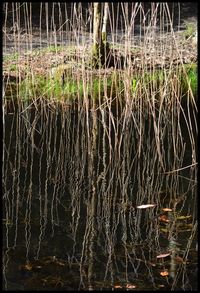 Close-up of reflection in lake