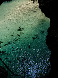 Close-up of turtle in water