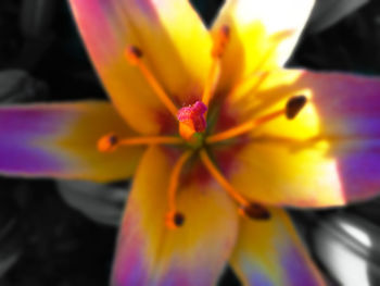 Close-up of yellow flower