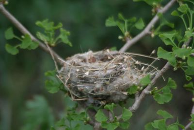 Close-up of nest on plant