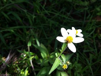 Close-up of white flowering plant on field