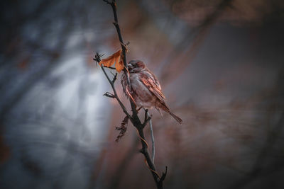 Close-up of bird perching on branch