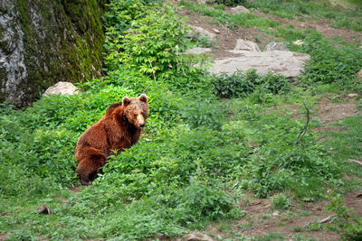 High angle view of a reptile in forest