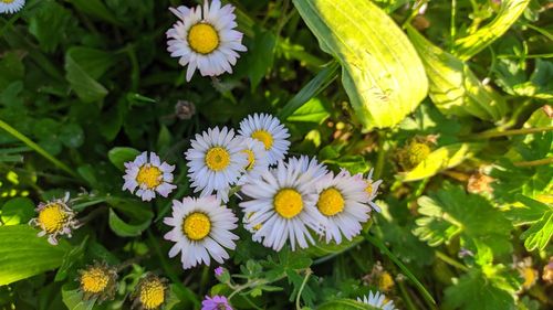 High angle view of white flowering plants