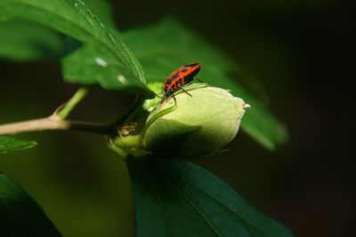 Close-up of insect on leaf