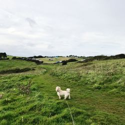 View of a sheep on landscape