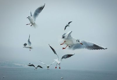 Seagulls flying against sky