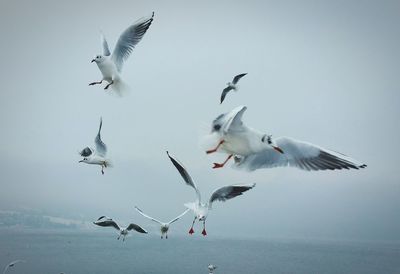 Seagull flying over white background