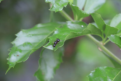 Close-up of insect on leaf