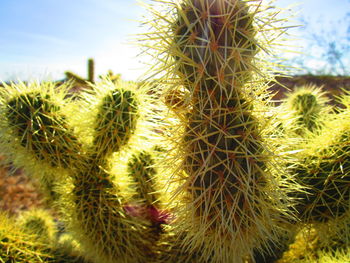 Close-up of cactus growing on field