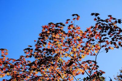 Low angle view of trees against clear sky