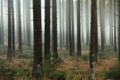 Trees in forest