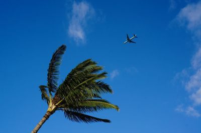 Low angle view of palm tree against blue sky