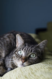 Close-up portrait of a cat