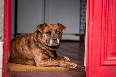 Cute brown dog, guarding the house, at farm with animals.