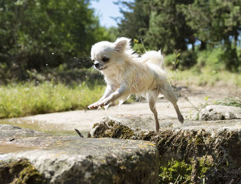 Dog running on rocks over lake