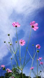 Close-up of pink flowering plant against blue sky