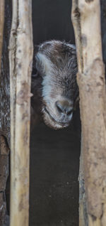 Close-up portrait of a baby goat sneaking through the woods