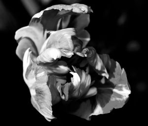 Close-up of rose against black background