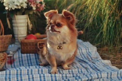 Dog looking away while sitting on wicker basket