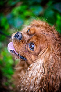 Portrait of a cavalier king charles spaniel dog