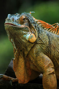 Close-up of lizard