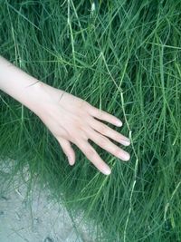 Close-up of grass on field