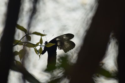 Close-up of butterfly flying