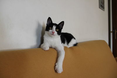 Portrait of cat sitting on wall